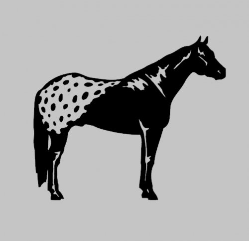 APPALOOSA 1